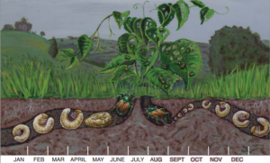 Beetle Lifecycle